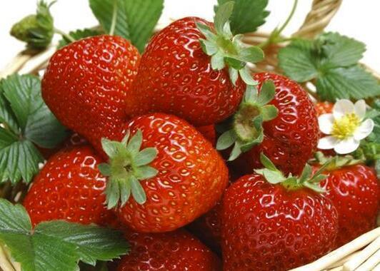 草莓是热性还是凉性(吃草莓的好处和讲究)