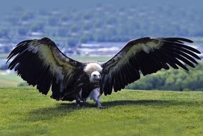 阿根廷巨鹰有多大（被称为空中霸主的阿根廷巨鹰）