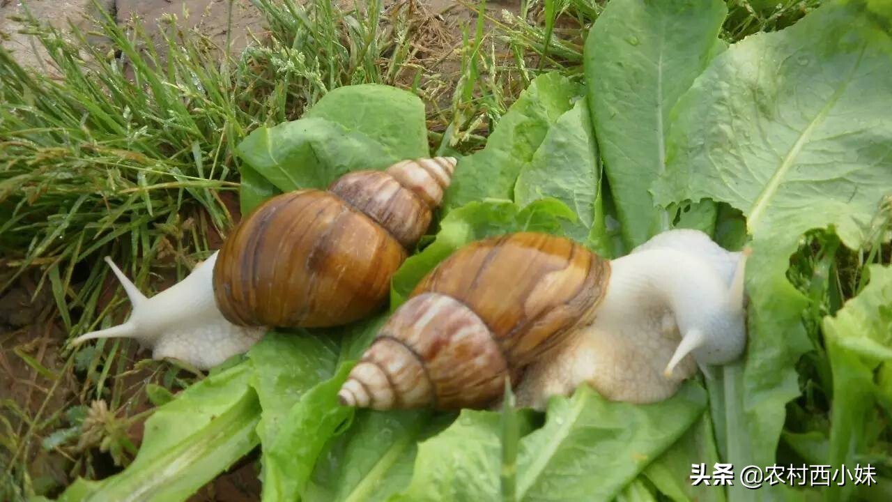 白玉蜗牛怎么养（白玉蜗牛的养殖技术）