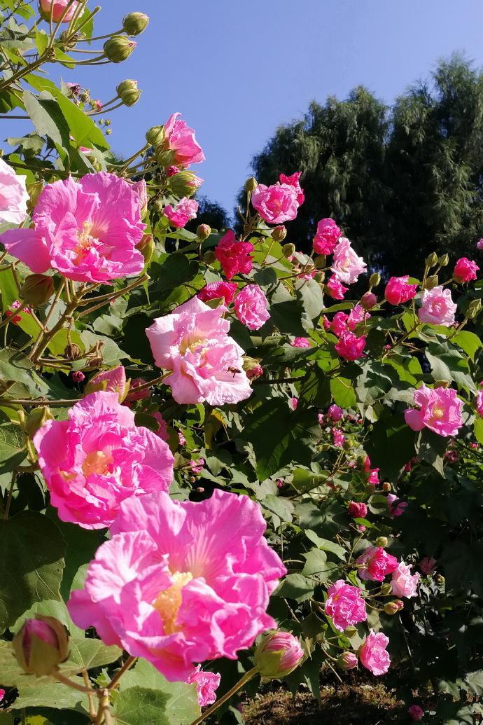 芙蓉什么时候开花（芙蓉花的特征介绍）