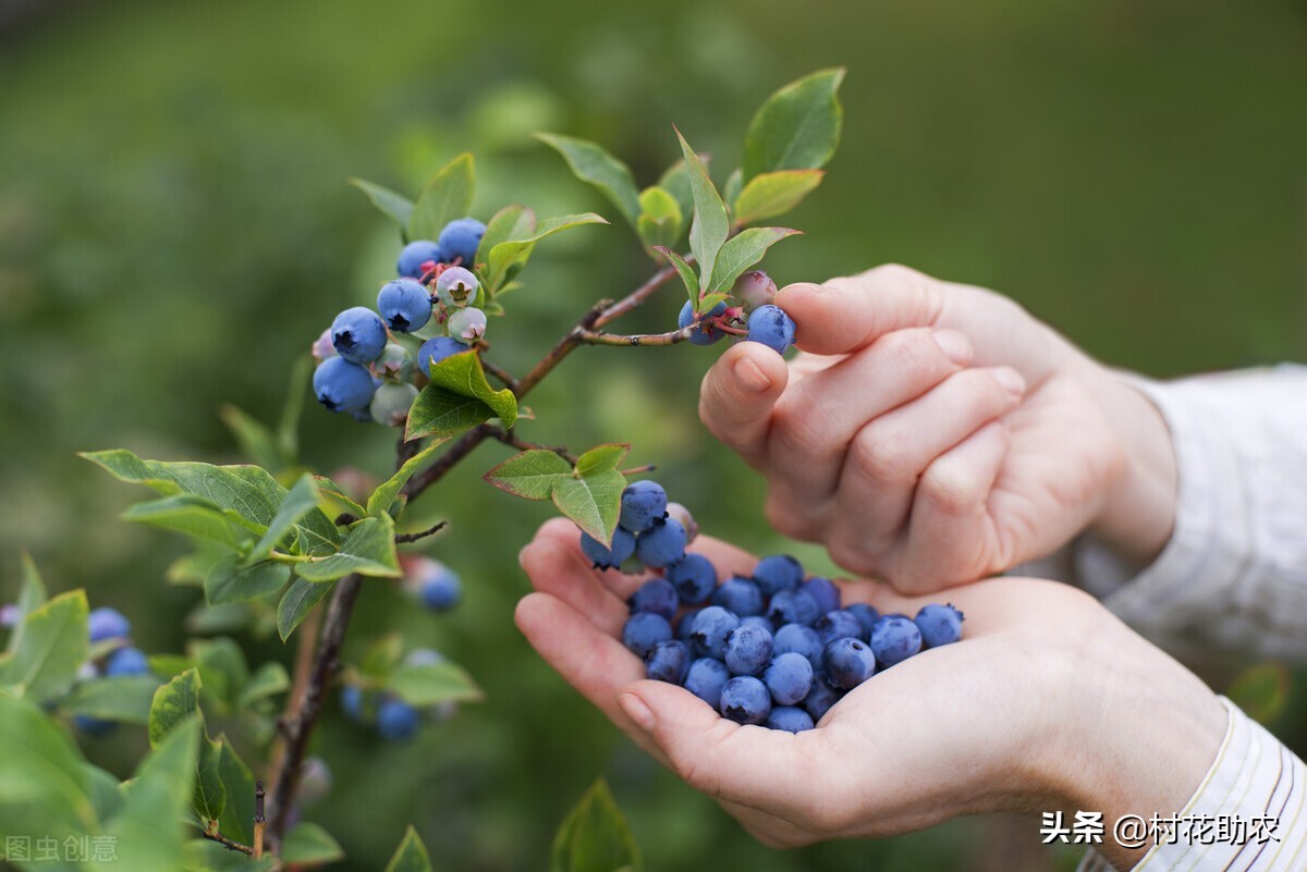 蓝莓树苗多少钱一棵（蓝莓的种植和利润）