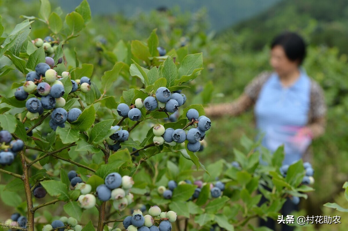 蓝莓树苗多少钱一棵（蓝莓的种植和利润）