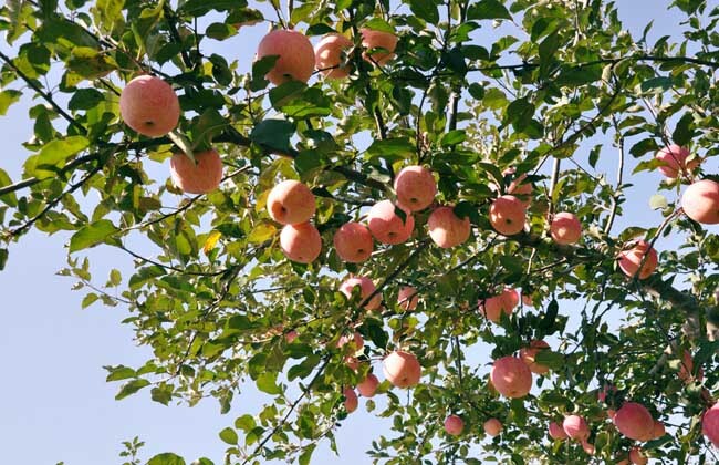 苹果树大概能活多少年（苹果树的生长条件）