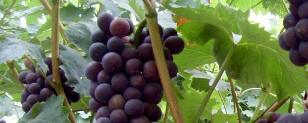 葡萄怎么种植（种植葡萄的注意事项）