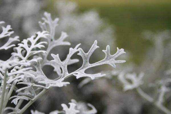 雪叶莲怎么养殖（雪叶莲养殖方法）