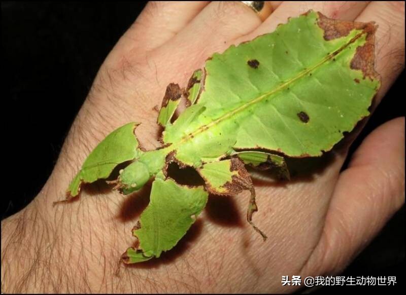 什么是叶子虫（叶子虫的特征和习性）