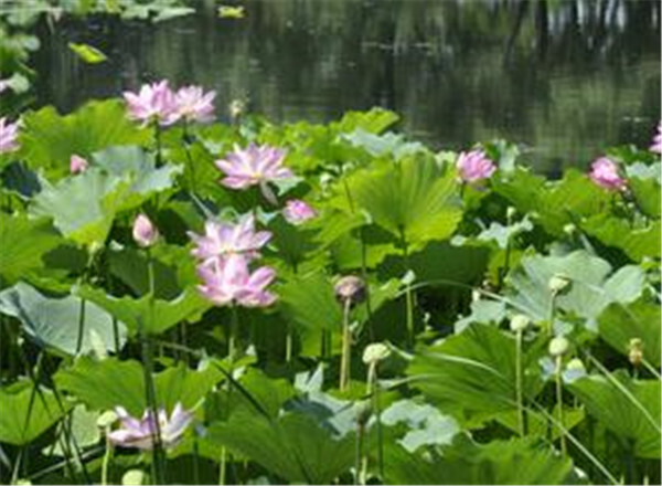 澳门市花为什么是莲花(澳门市花的特点)