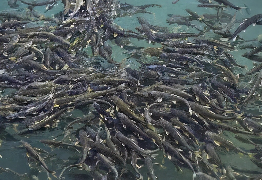 濒危物种青海湟鱼（拯救青海湖湟鱼）