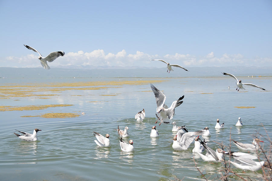 濒危物种青海湟鱼（拯救青海湖湟鱼）