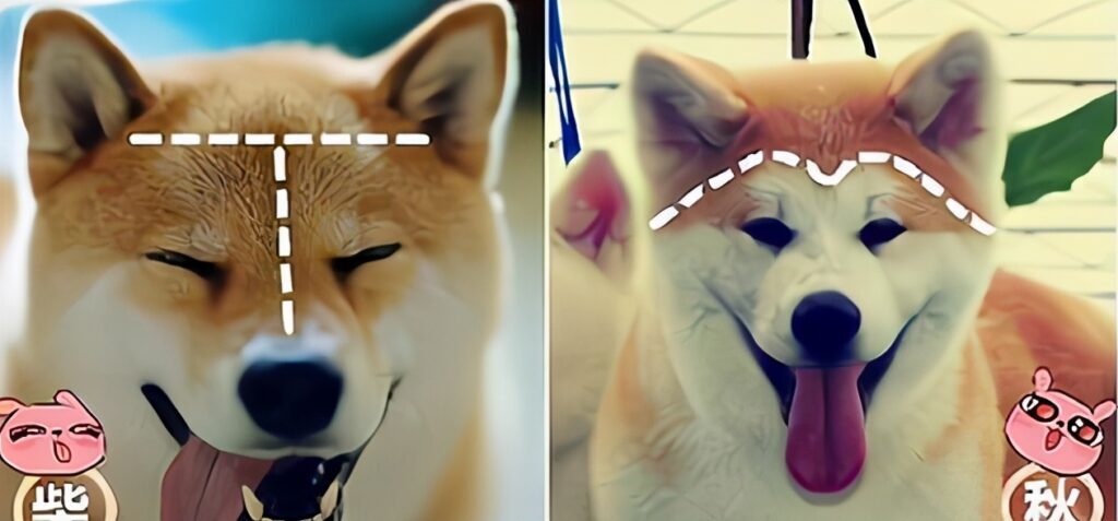 秋田犬和柴犬有什么区别（柴犬和秋田犬哪个更好养）
