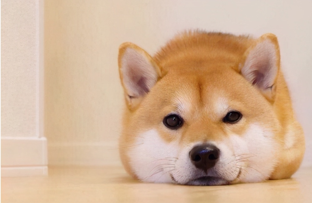 秋田犬和柴犬有什么区别（柴犬和秋田犬哪个更好养）
