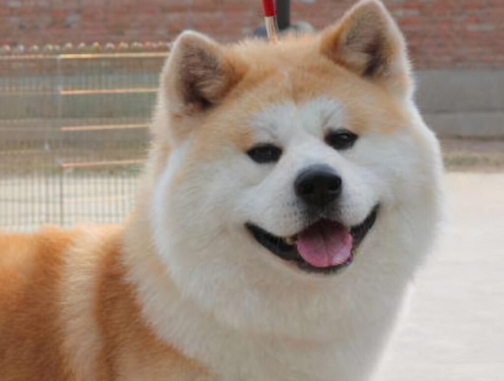 秋田犬和柴犬有什么区别（柴犬和秋田犬哪个更好养）