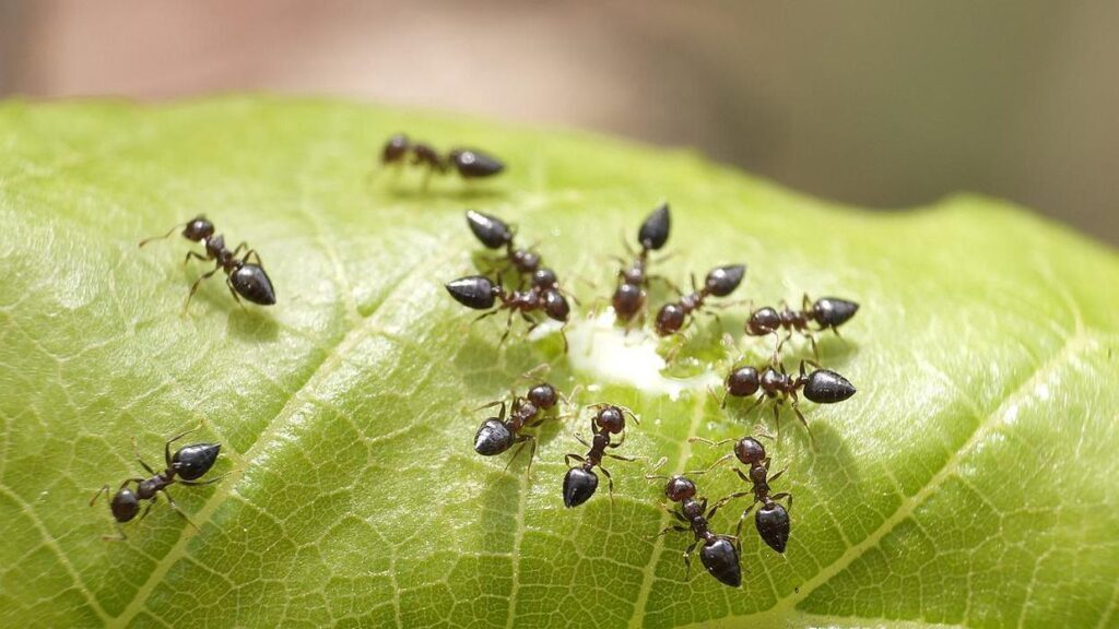 家里有蚂蚁怎么办_蚂蚁的消除方法