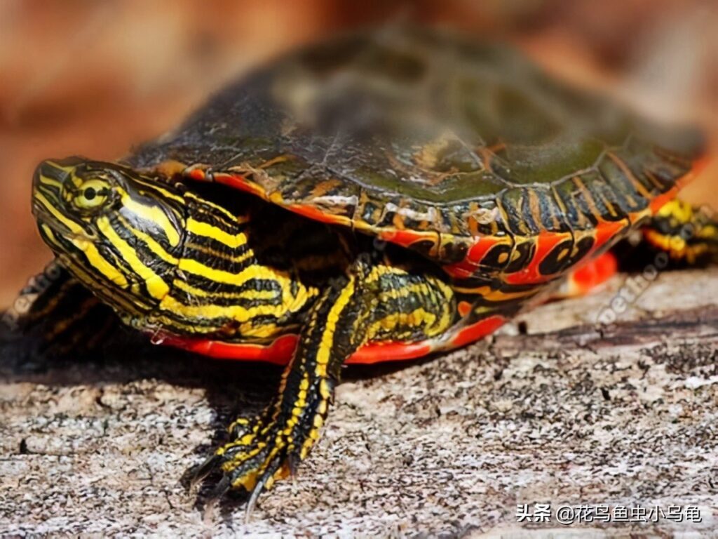 宠物龟的种类有哪些_宠物龟的种类和名称