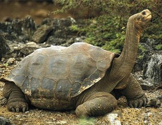 世界最大的乌龟有多大_世界最大的乌龟排行榜