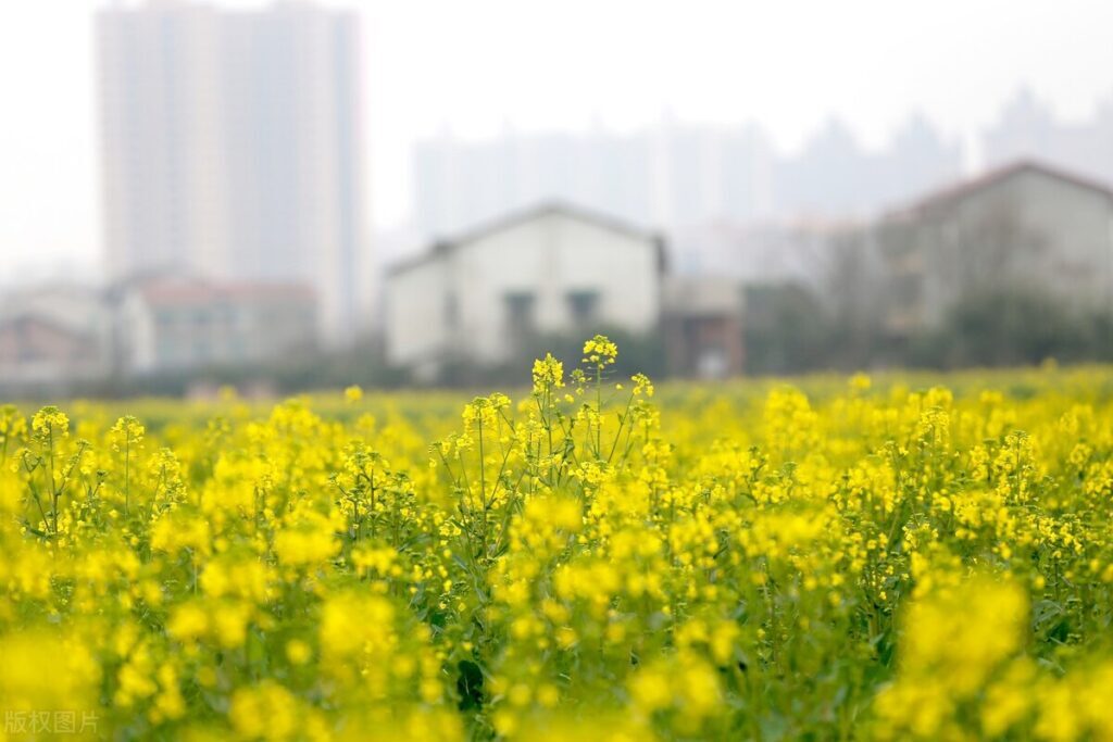 立春有啥忌讳_立春的习俗和禁忌