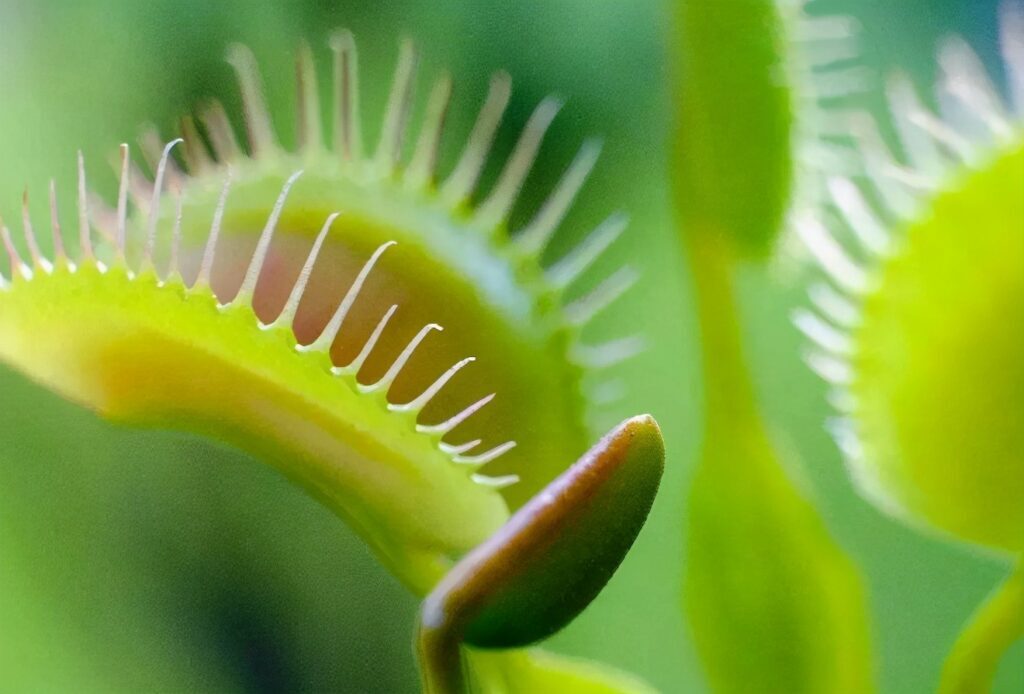 稀奇古怪的植物有哪些_世界最奇怪的十大植物