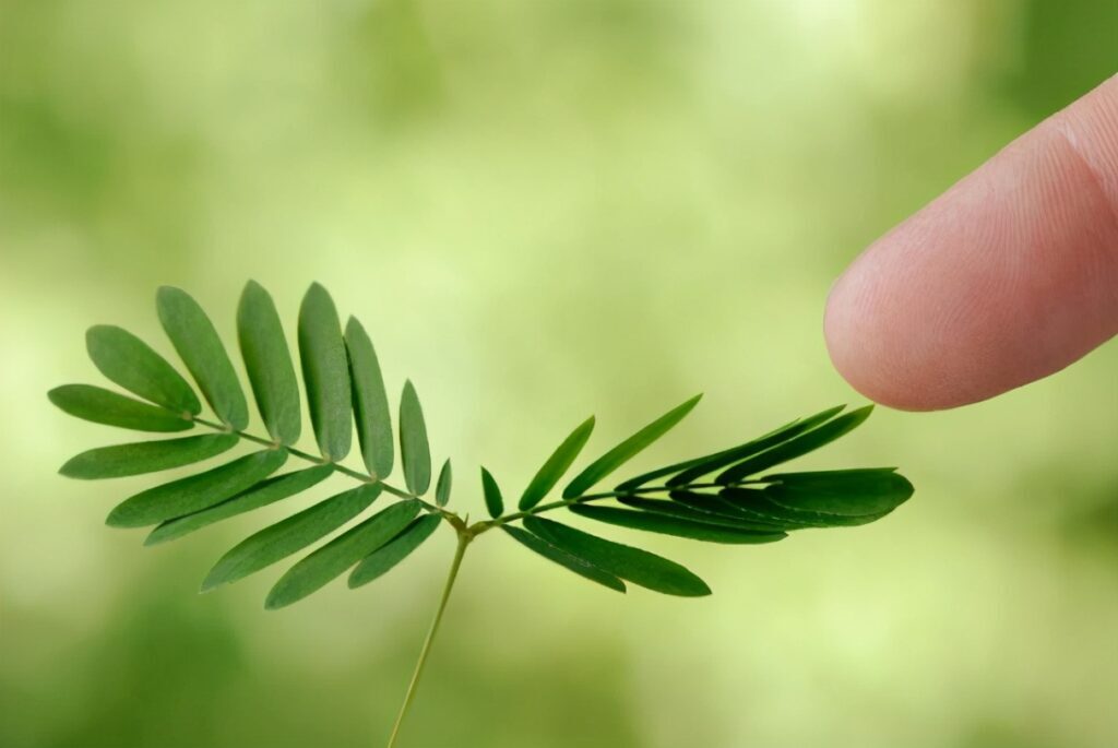 稀奇古怪的植物有哪些_世界最奇怪的十大植物