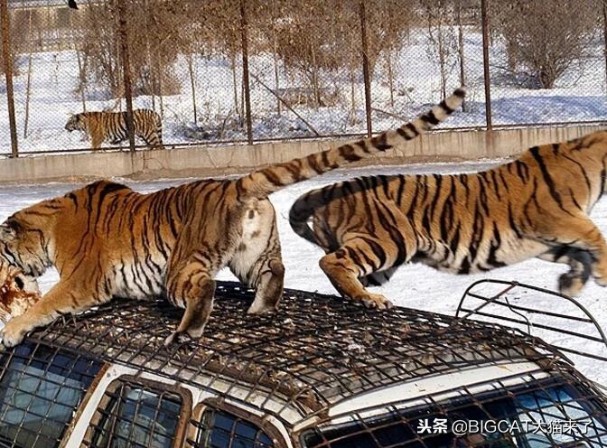 森林之王是什么动物_成为森林之王的原因