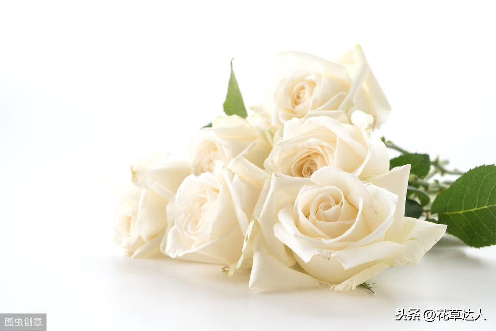 白玫瑰寓意是什么 _白玫瑰花语和寓意