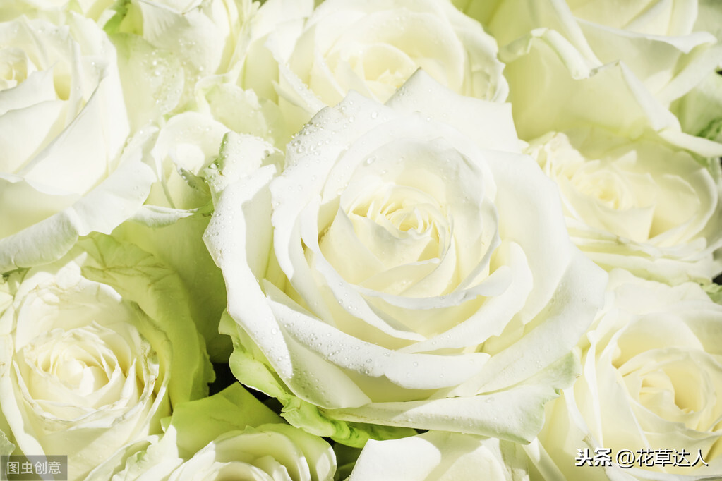 白玫瑰寓意是什么 _白玫瑰花语和寓意