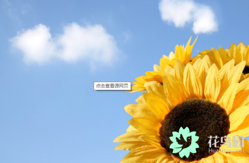 太阳花的花语是什么_太阳花的花语和寓意