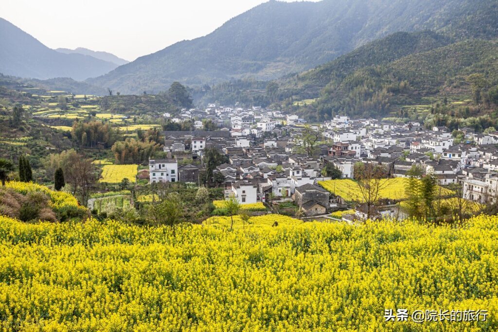 江西婺源几月份去看油菜花最好_观看油菜花的最佳时间