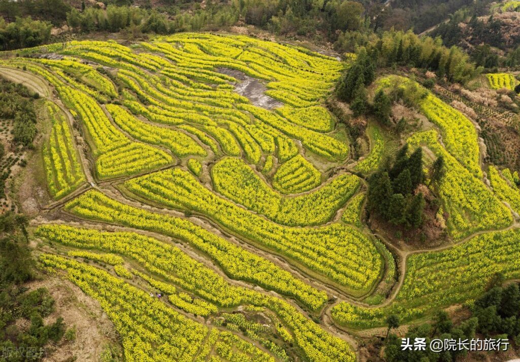 江西婺源几月份去看油菜花最好_观看油菜花的最佳时间