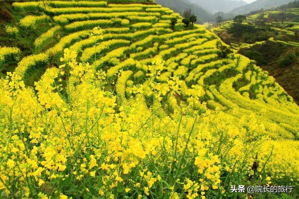 江西婺源几月份去看油菜花最好_观看油菜花的最佳时间