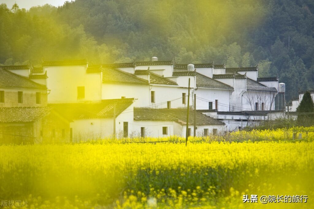 江西婺源几月份去看油菜花最好_观看油菜花的最佳时间