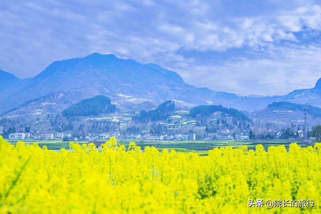 江西婺源几月份去看油菜花最好_观看油菜花的最佳时间