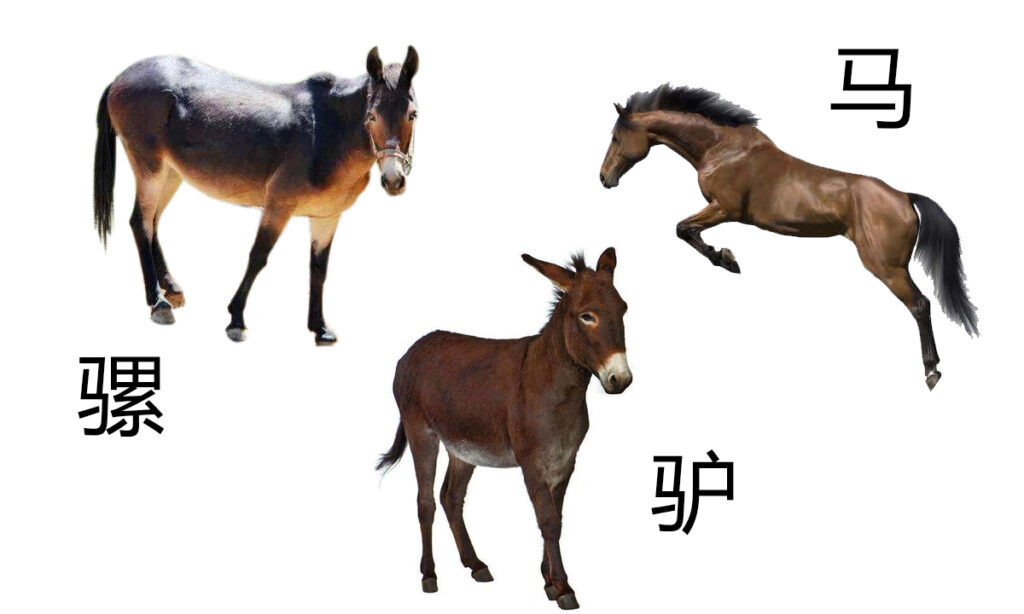 如何区分骡子和马_骡子和马的区别