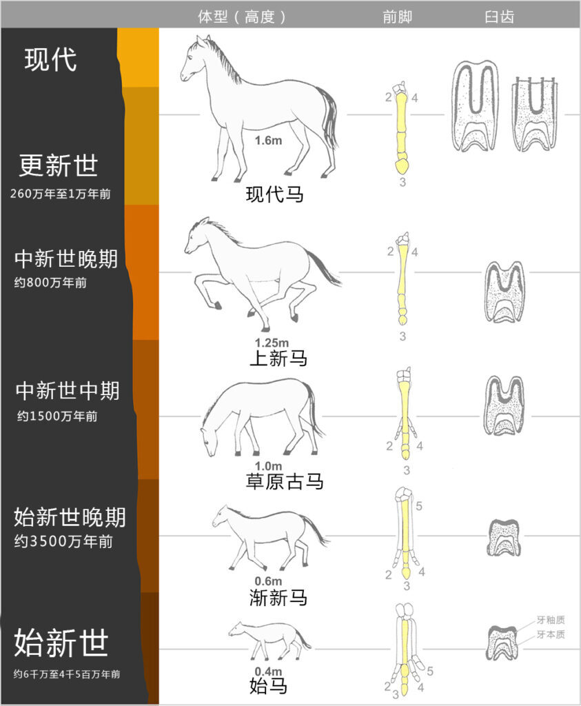 如何区分骡子和马_骡子和马的区别