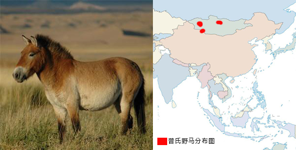如何区分骡子和马_骡子和马的区别