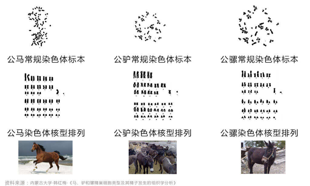 如何区分骡子和马_骡子和马的区别