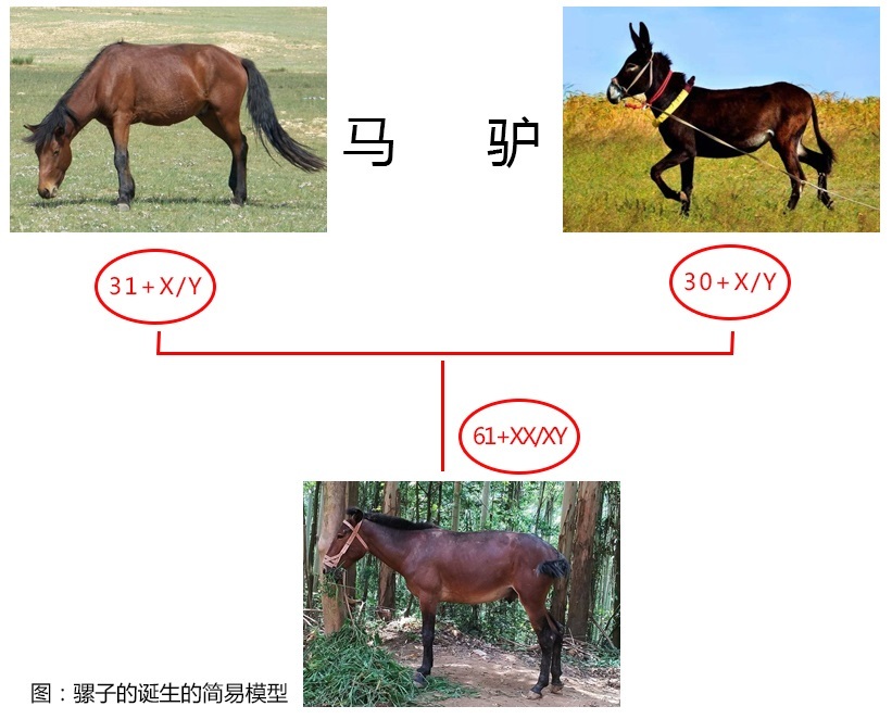 如何区分骡子和马_骡子和马的区别