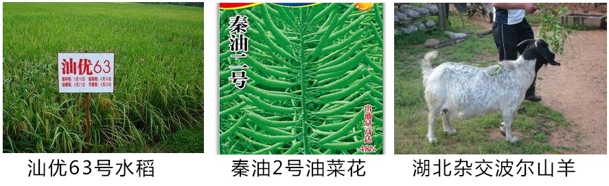 如何区分骡子和马_骡子和马的区别