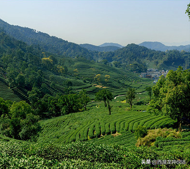 龙井茶属于什么茶_龙井茶的历史和功效