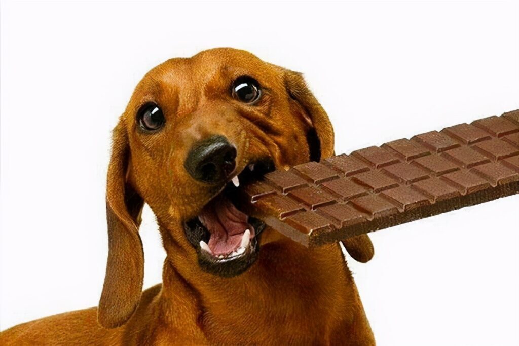 巧克力能喂狗吗_狗不能吃巧克力的原因