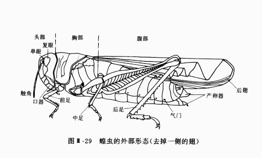 蝗灾怎么形成的_蝗灾的形成和变化