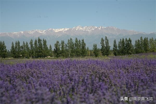 中国最大的薰衣草基地在哪里_中国最大的薰衣草基地位置