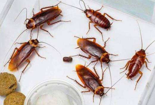 家里有蟑螂怎么办_蟑螂的消灭方法
