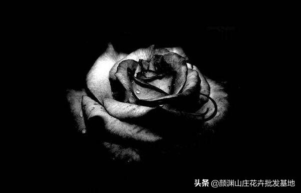 黑玫瑰花语是什么_黑玫瑰花语和寓意