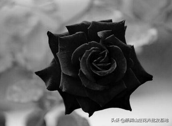 黑玫瑰花语是什么_黑玫瑰花语和寓意