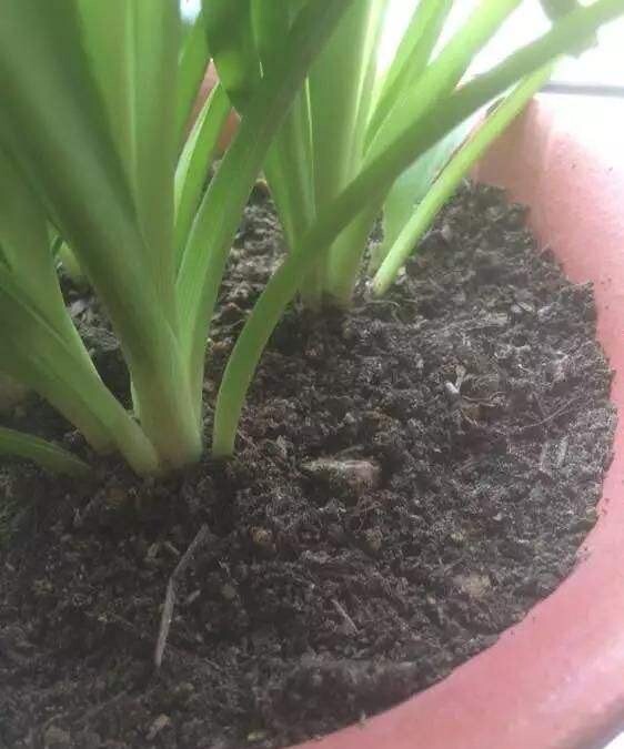 花盆里有小飞虫怎么办_花盆里有小飞虫的处理方法