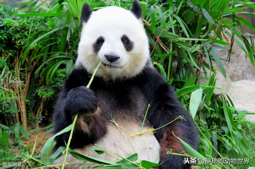 熊猫为什么喜欢吃竹子_熊猫喜欢吃竹子的缘由