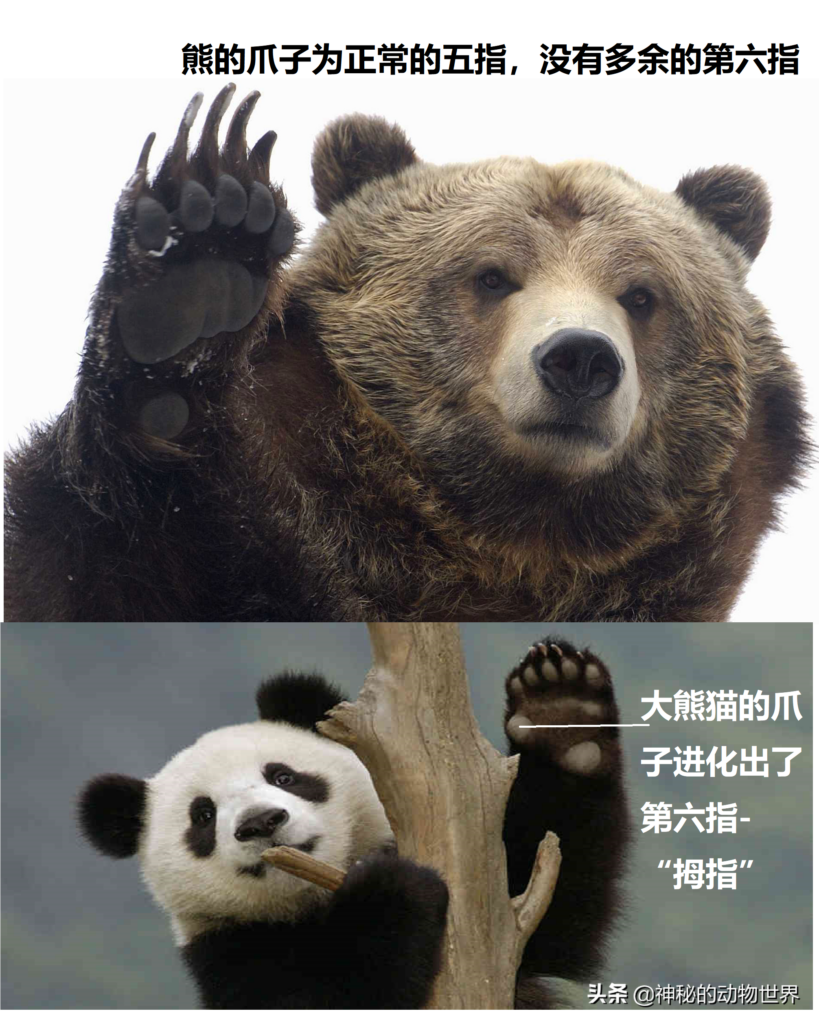 熊猫为什么喜欢吃竹子_熊猫喜欢吃竹子的缘由