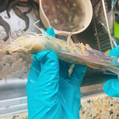 油焖大虾怎么做_家常油焖大虾的做法步骤