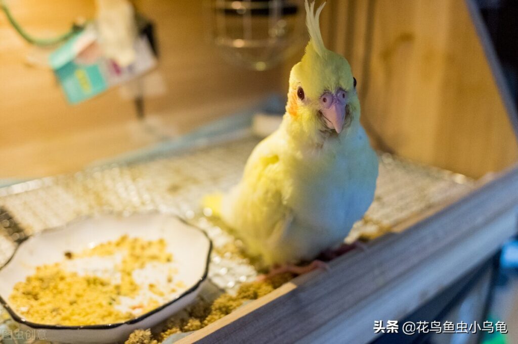 有哪些宠物好养又干净_好养又干净的宠物大全