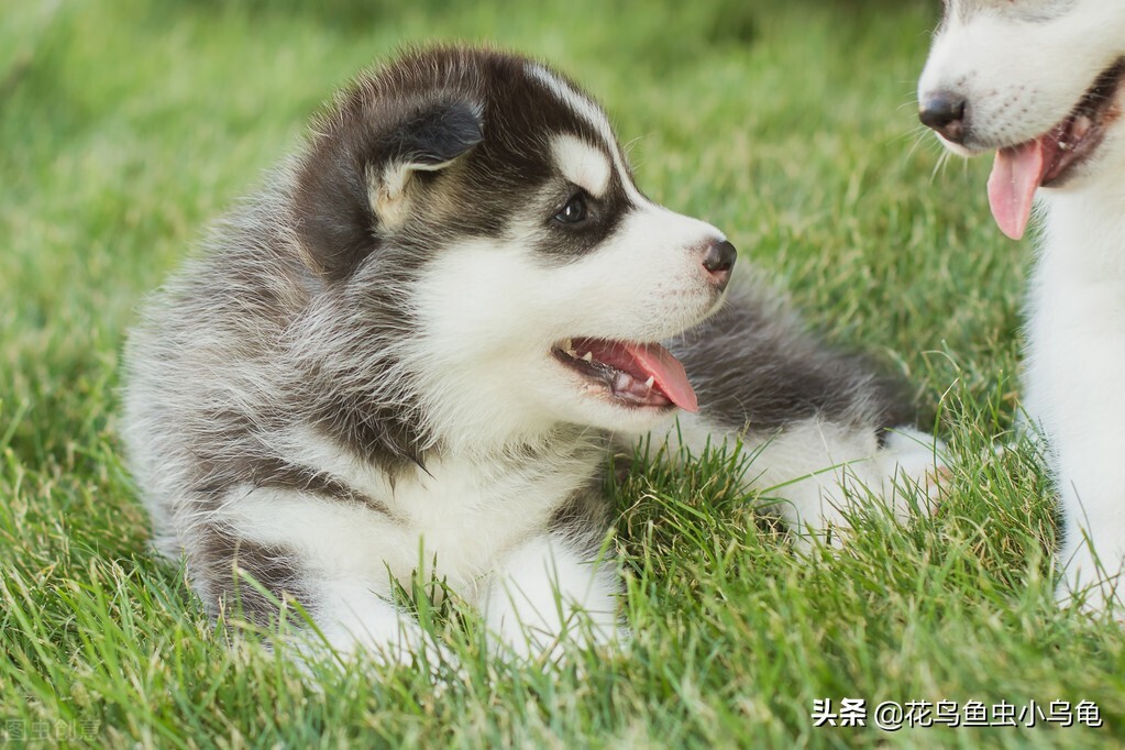 有哪些宠物好养又干净_好养又干净的宠物大全